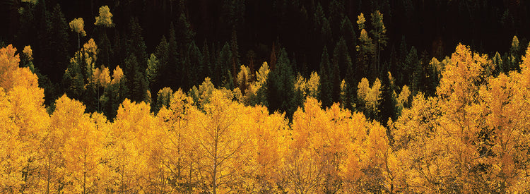 Aspen Trees in Telluride