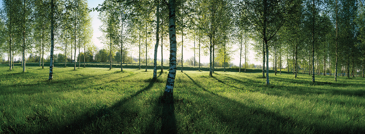Bosque de abedules de Finlandia Lienzo