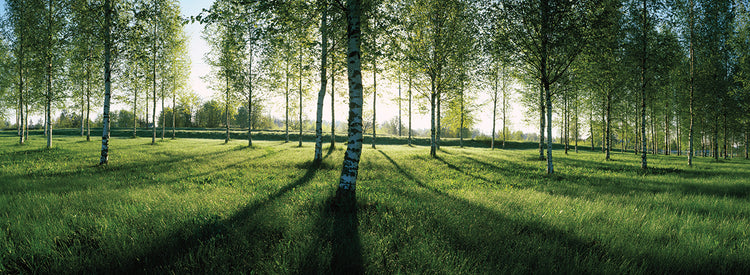 Bosque de abedules de Finlandia Lienzo
