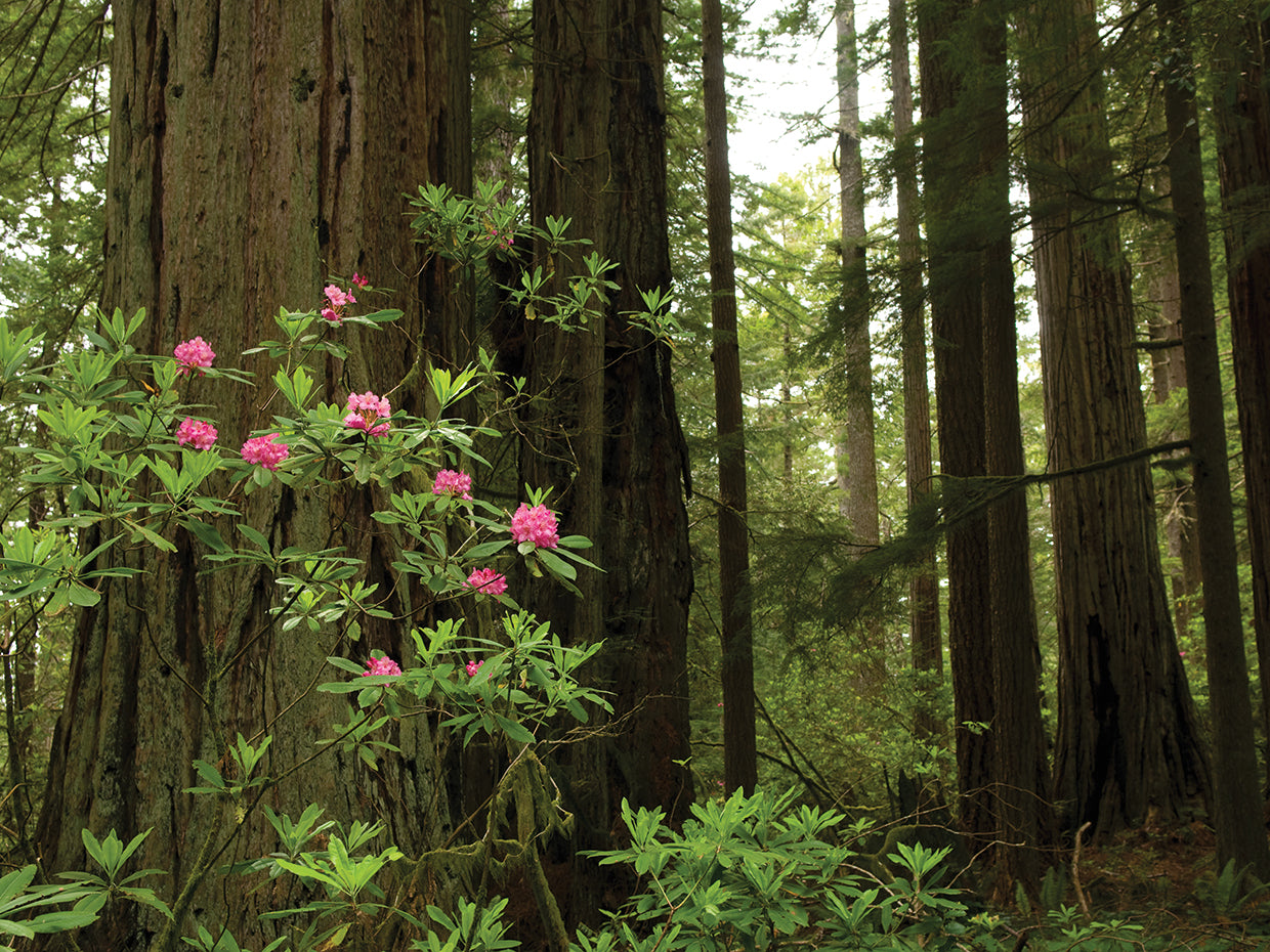 Del Norte Coast Redwoods