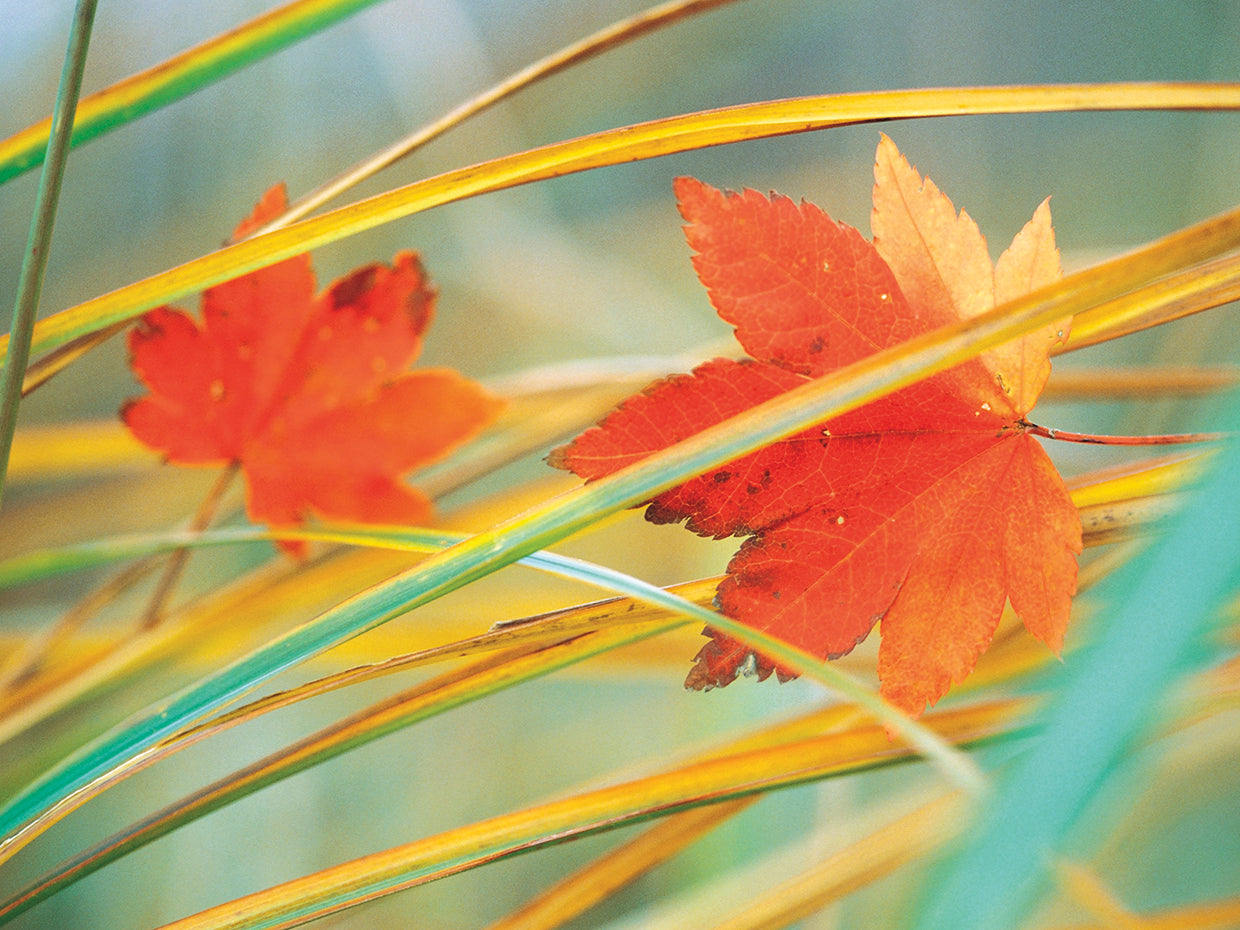 Orange and Yellow Autumn Flora