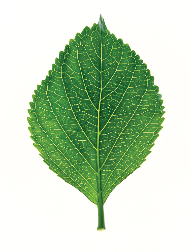 Green Leaf on White