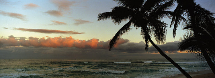 Hawaiian Dusk Palms