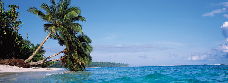 Palmas en la playa de Indonesia Lienzo