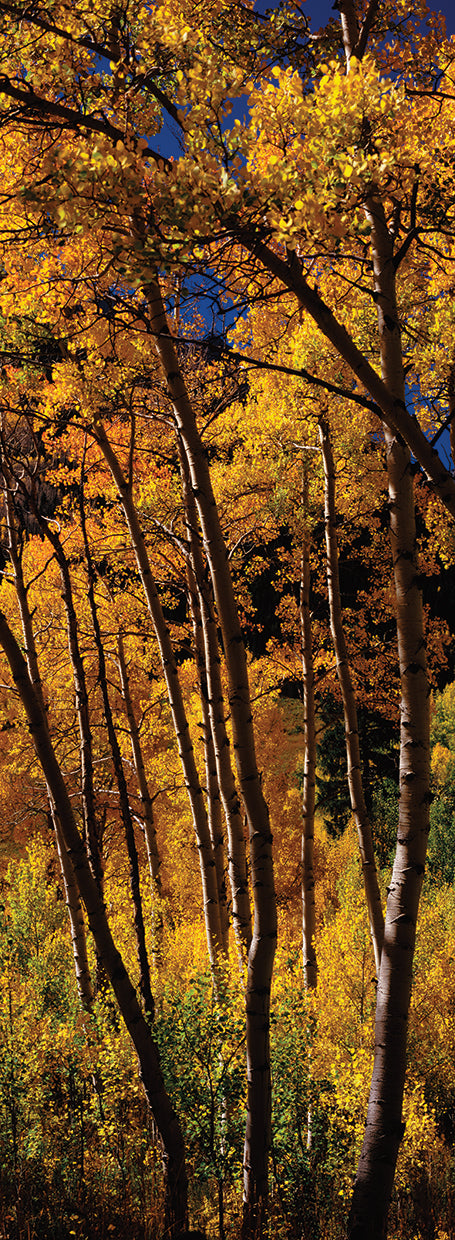 color:Yellow Aspens in Autumn