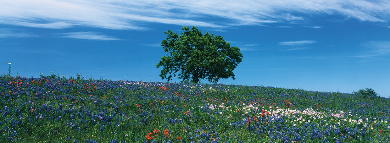 Texas Hill Country Flowers