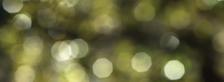 Bokeh Tree Sunlight