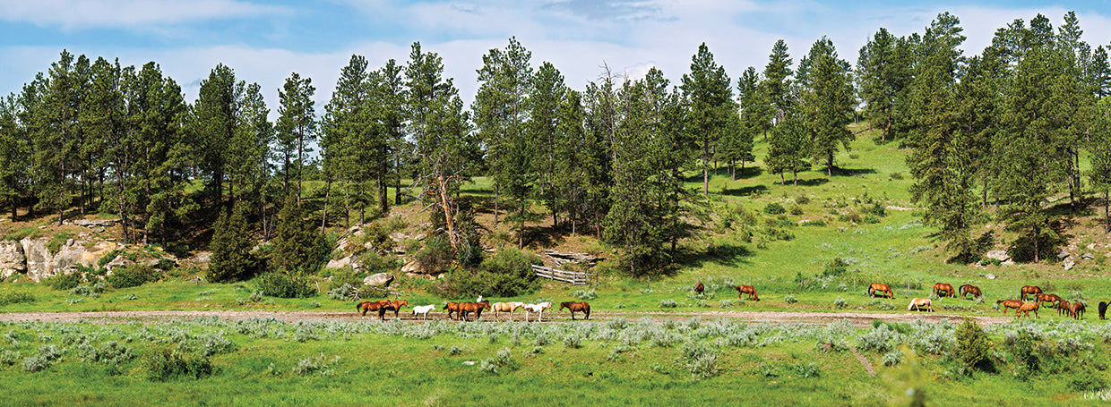 Horses on roundup, Billings, Montana