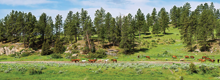Horses on roundup, Billings, Montana