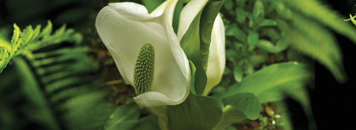 Close-up of flowers and leaves