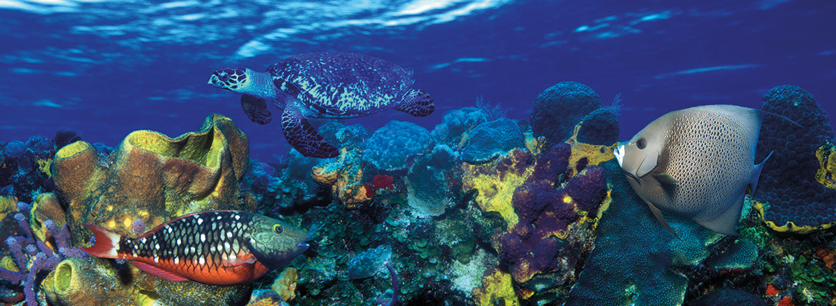 Stoplight parrotfish with a Hawksbill Turtle