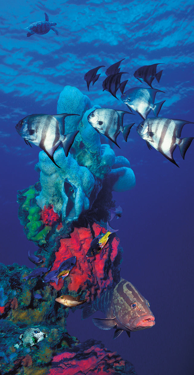 Spadefishes con mero de Nassau y una tortuga carey Lienzo