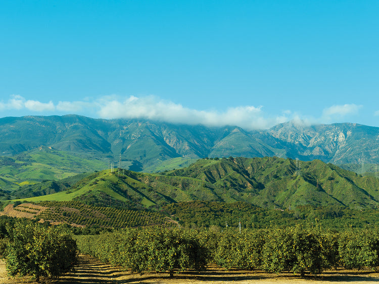 Orange Tree Grove, California
