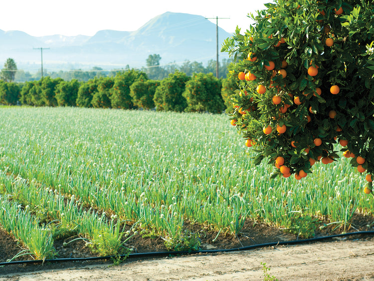 Orange Tree, California