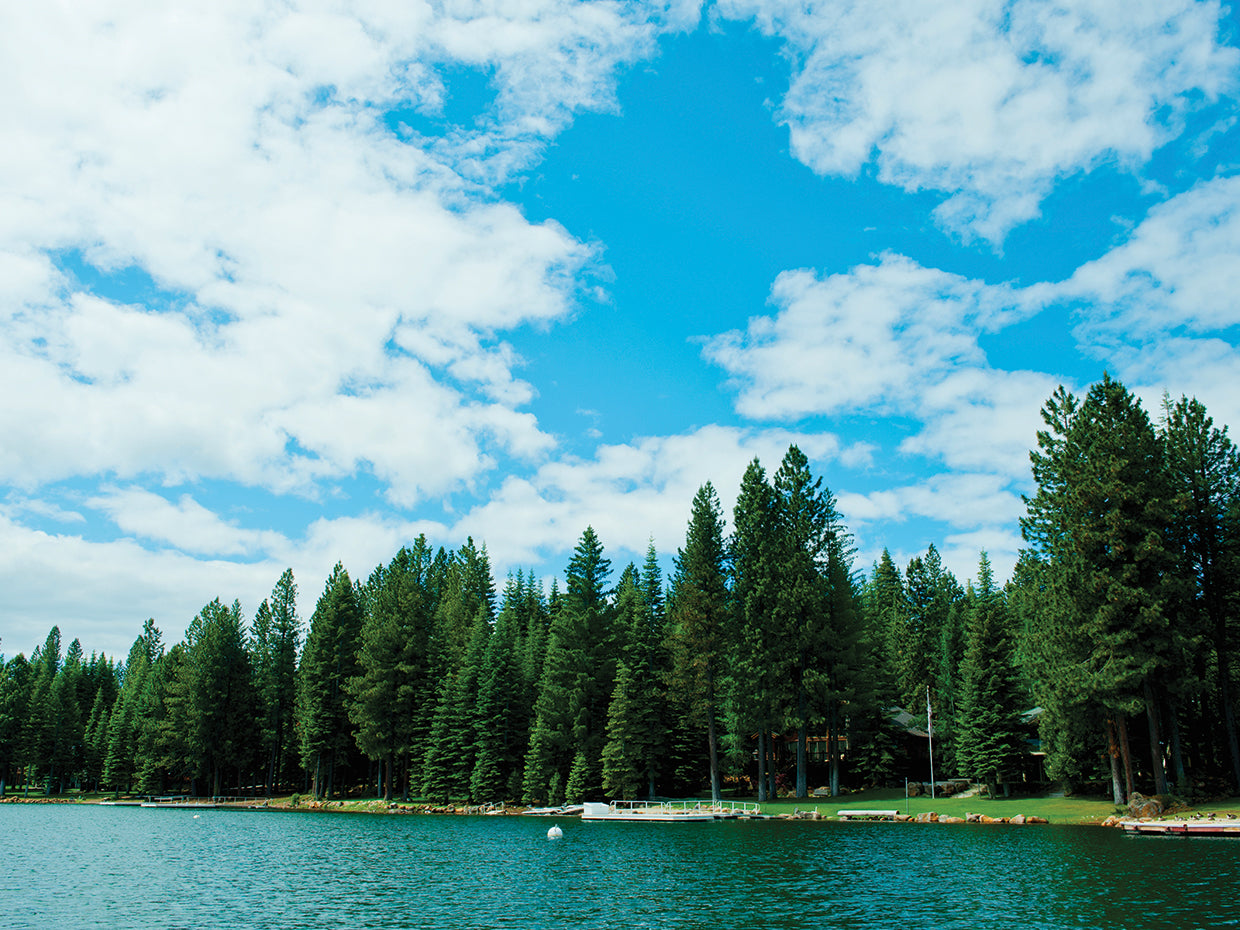 Trees, Lake Almanor, California