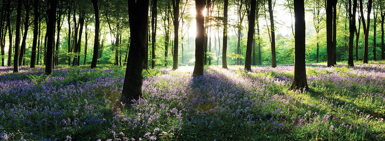 Bluebells, Micheldever, Hampshire, England
