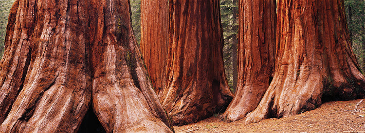 Trees at Sequoia National Park, California