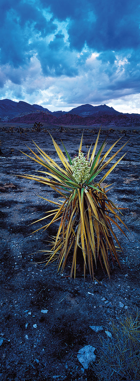 Yucca flower in Red Rock Canyon, Las Vegas, Nevada