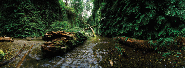 Prairie Creek State Park