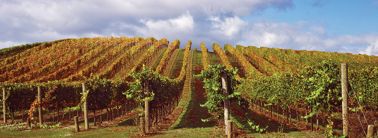 Vineyard in Napa Valley