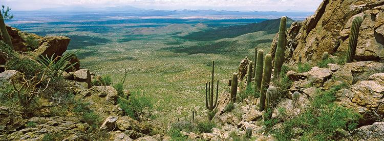 Cactus in Tucson Park