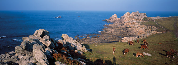 Celtic Horses in France
