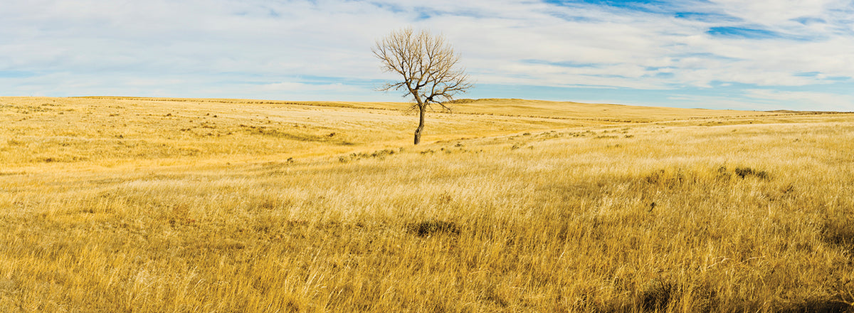 Lone Hackberry Tree