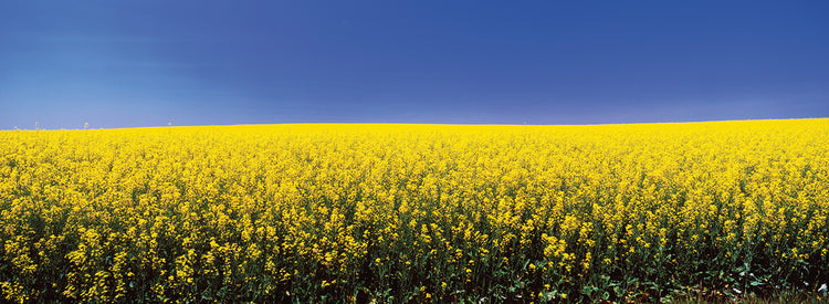 Canola Field in Idaho