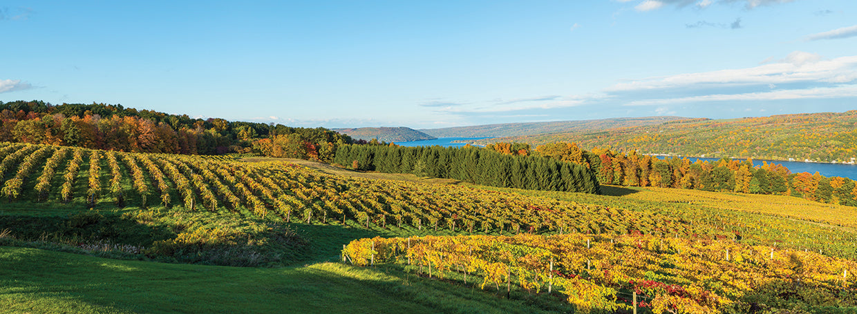 Vineyard at Finger Lakes