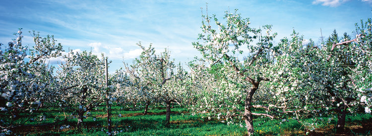 Hudson Valley Apple Orchard