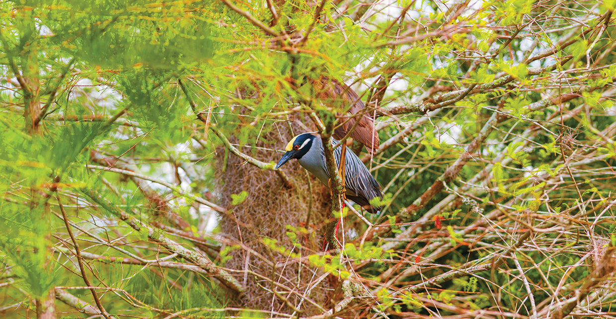 Night Heron in Florida