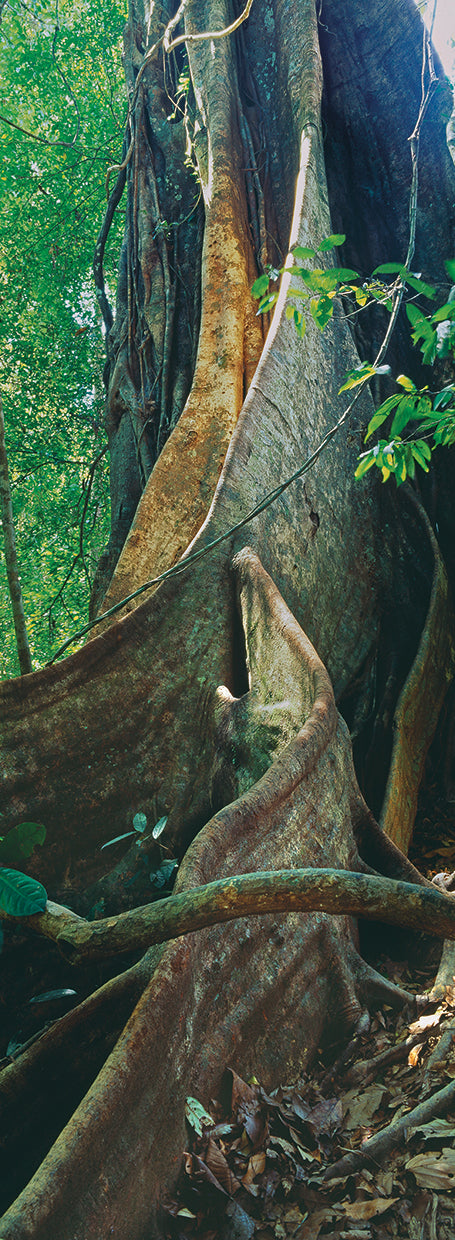 Kao Sok National Park