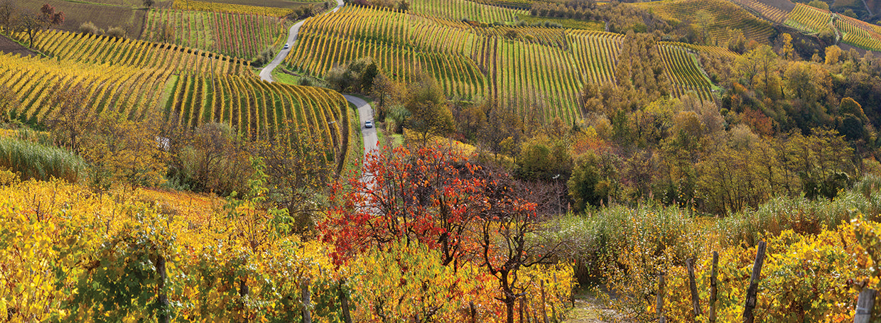 Italian Vineyards