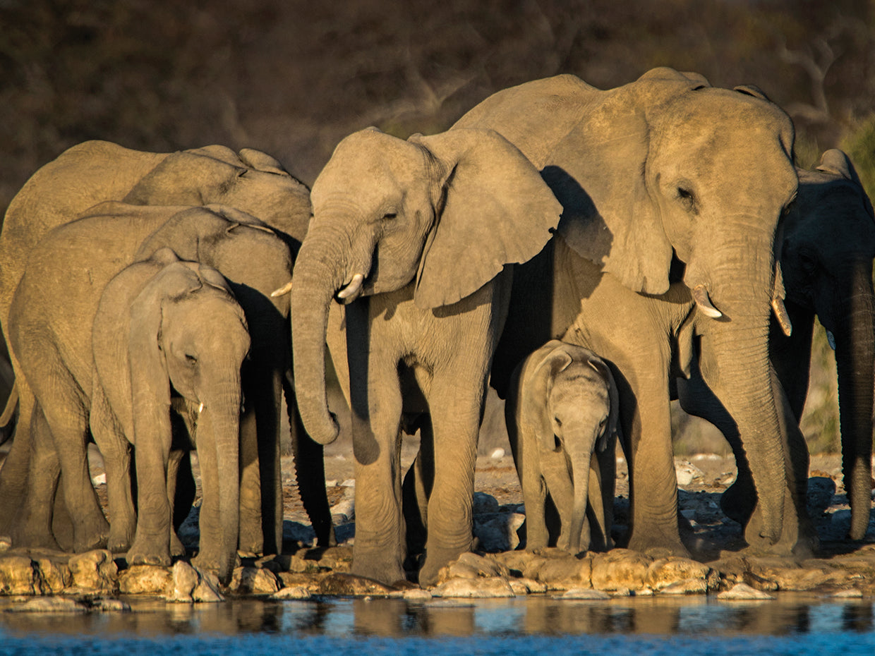 Elefantes en namibia Lienzo