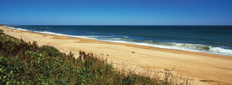 Grass in Montauk Point