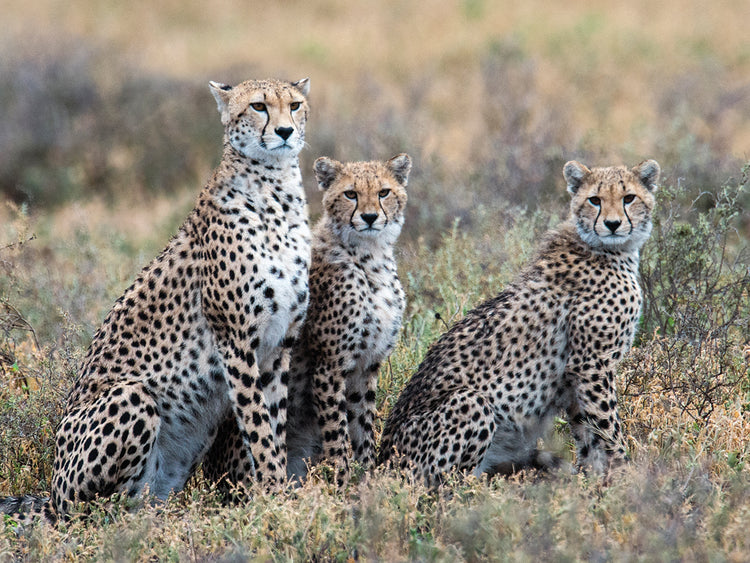 Guepardos en Tanzania Lienzo