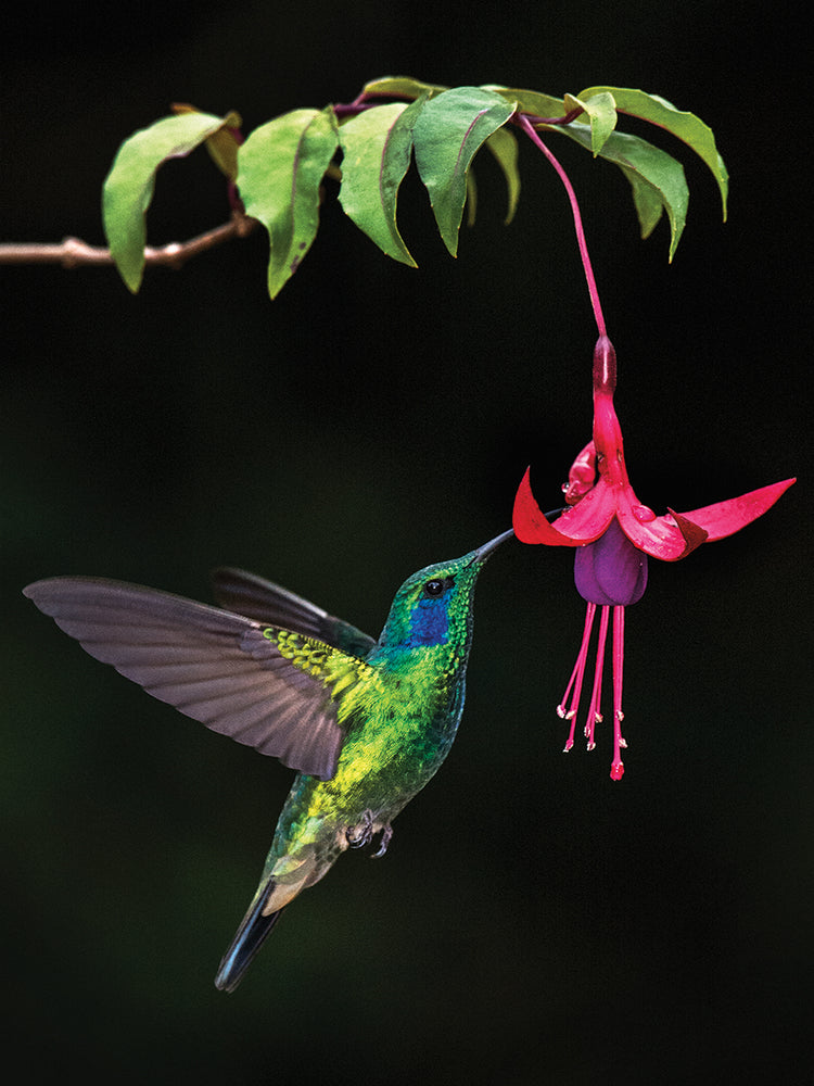 Green Violeter Feeding