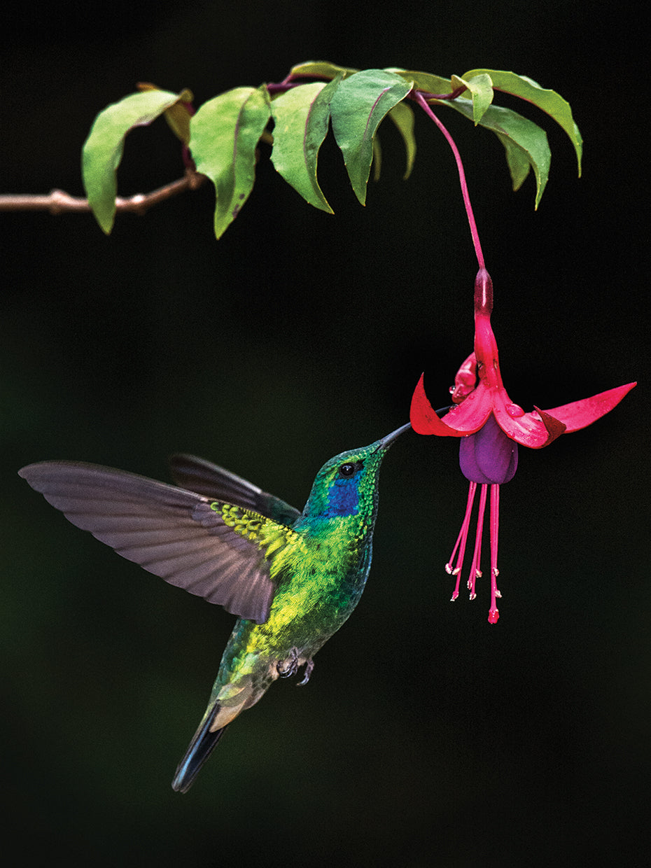Green Violeter Feeding