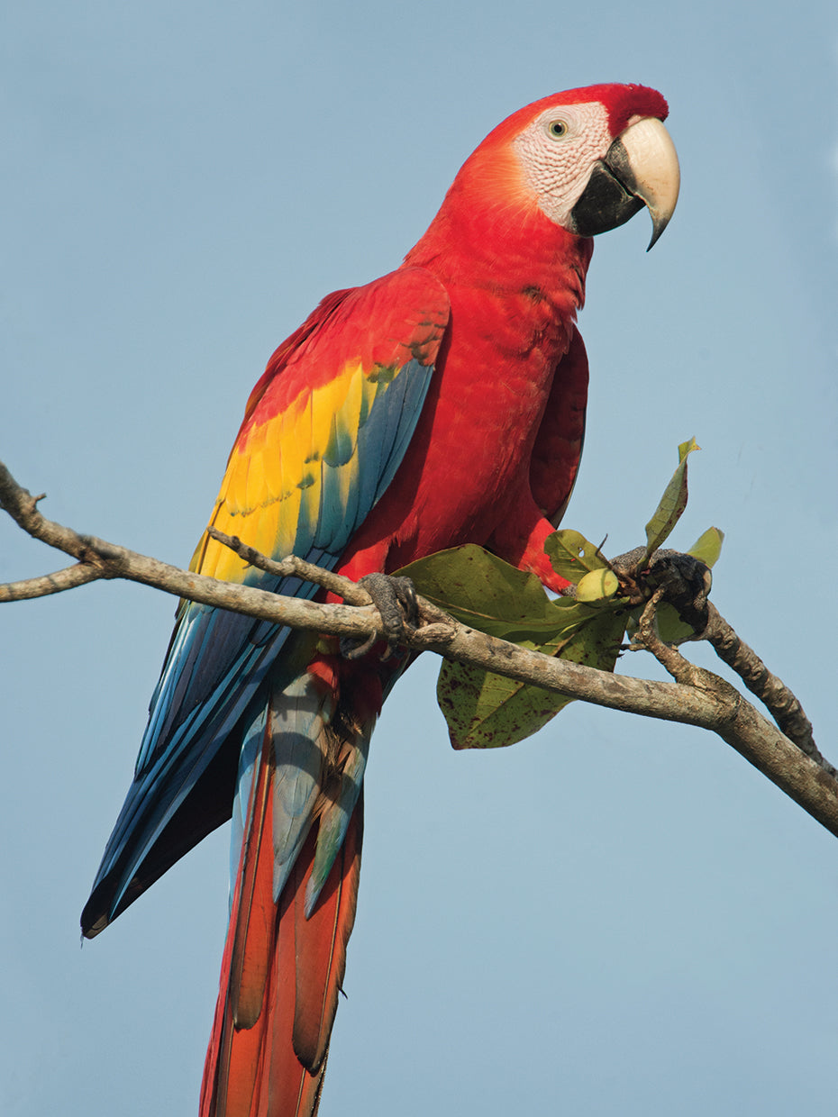 Scarlet Macaw