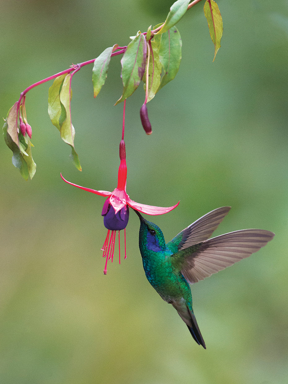 Green Violeter in Savegre
