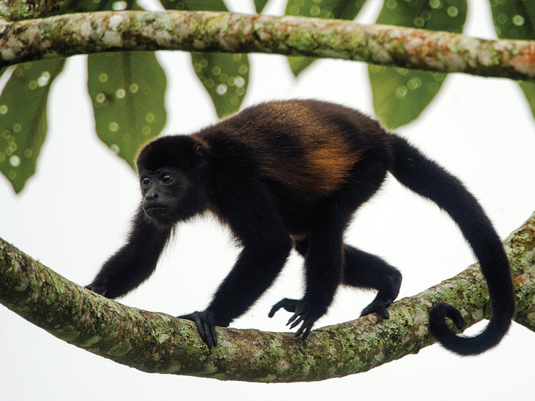 Monkey in Costa Rica