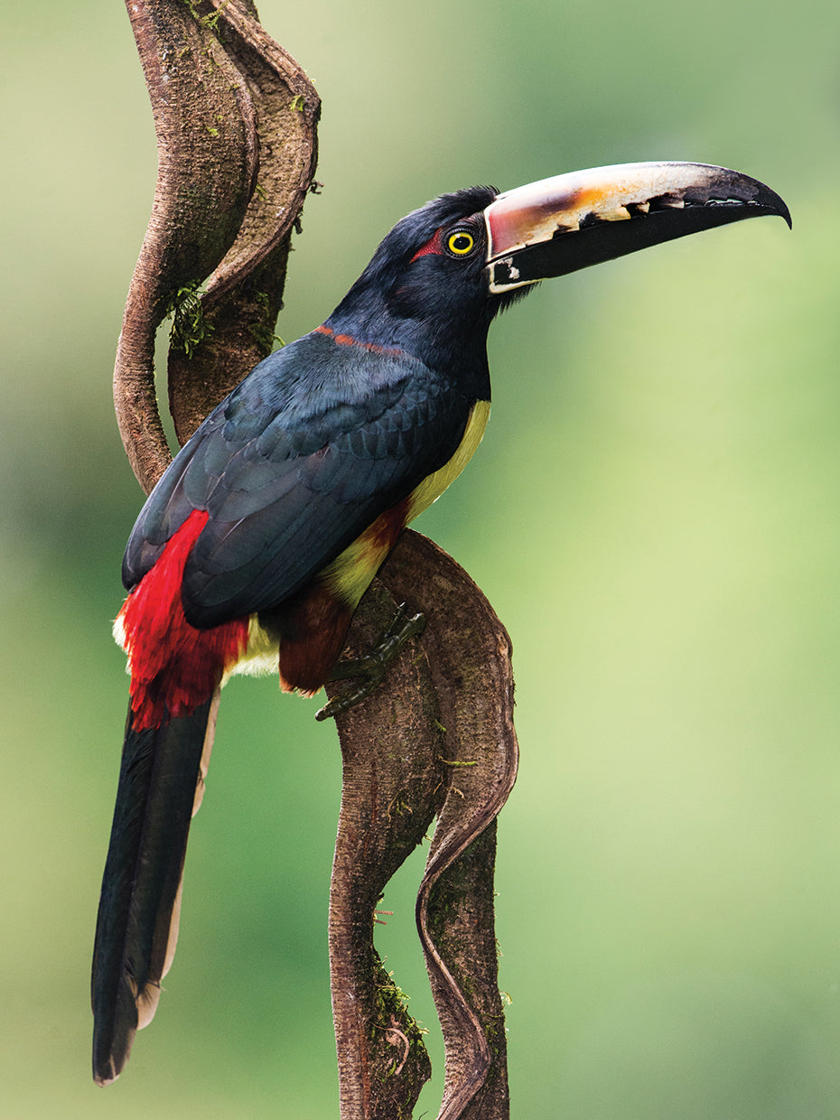 Collared Aracari