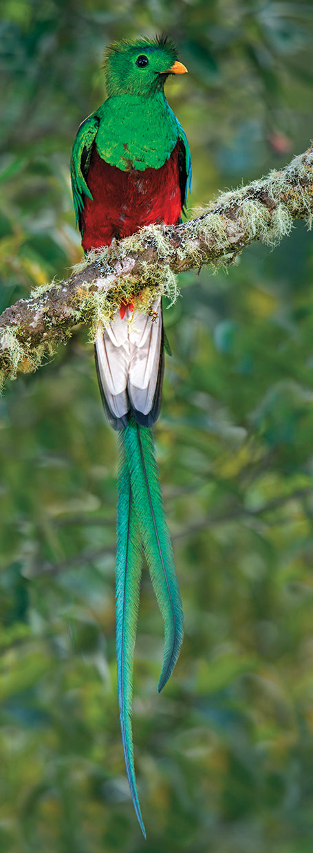 Resplendent Quetzal, Costa Rica
