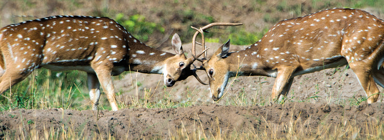 Spotted Deer Fightinng