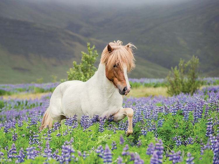 Horse in Lupine Fields