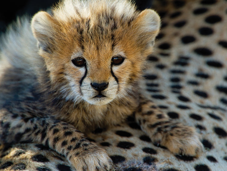 Cheetah Cub