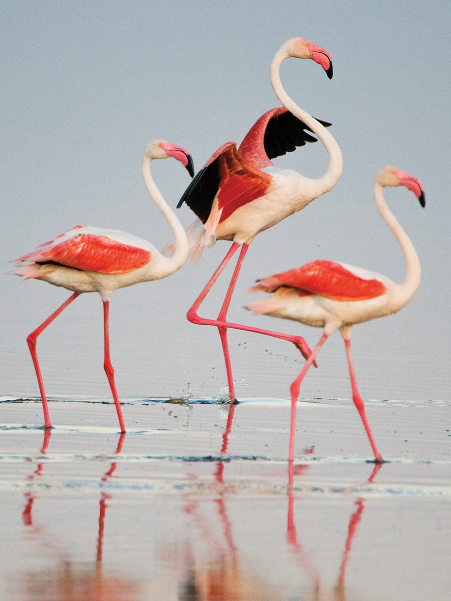Flamingoes in Tanzania