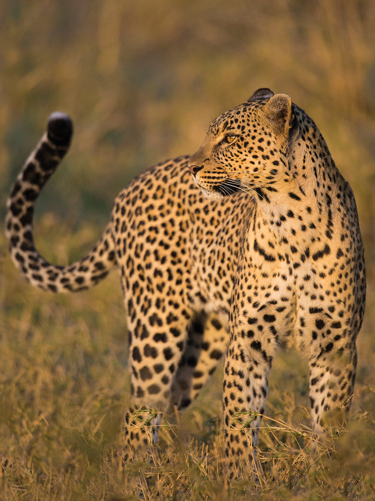 Leopardo en tanzania Lienzo