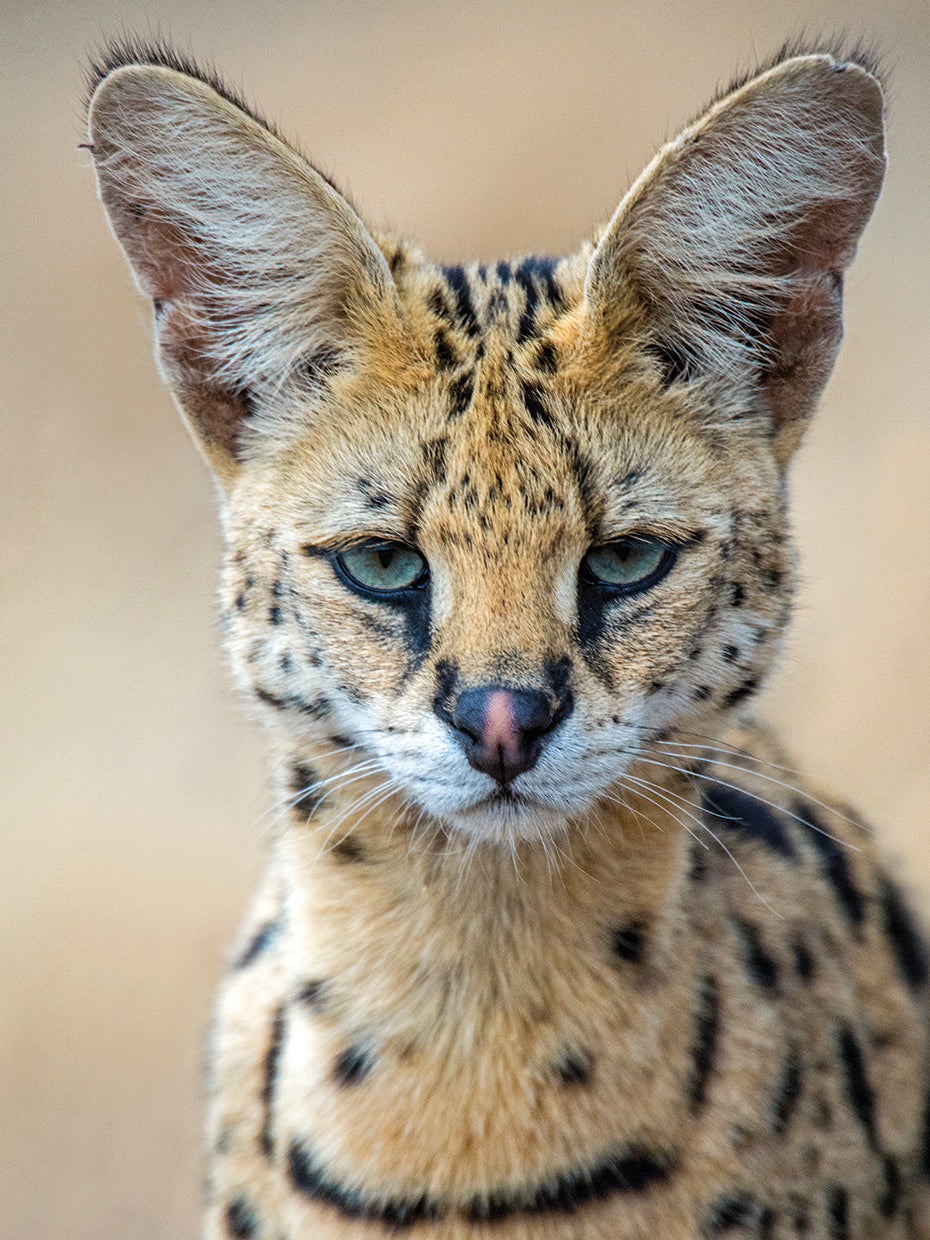 Serval en Tanzania Lienzo
