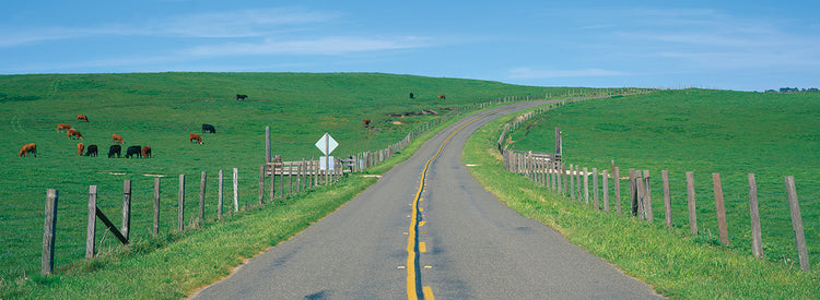Camino rural Lienzo